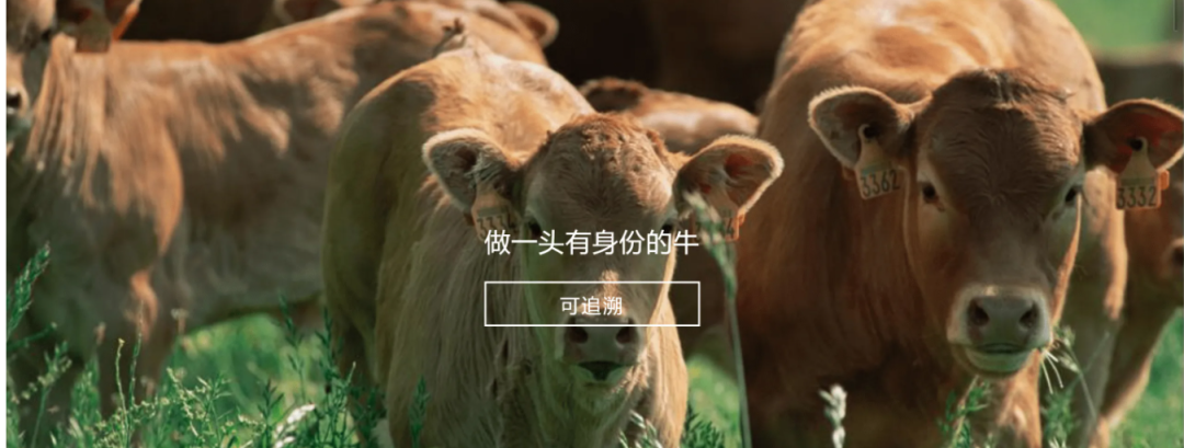 乐动游戏官网参与制定《牛肉追溯技术规程》国家标准 助力牛肉产品“从产地到餐桌”追溯管理上行快车道